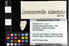 Foto (Objket + Etiketten) von Goniodromites bidentatus (Reuss, 1858) 